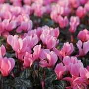 博多メンズエステ shiny ～シャイニー～ 萌花（もか）★Rランク★