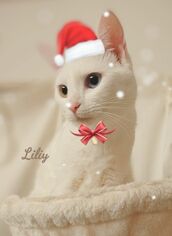 沼津メンズエステ Sweet～berta～ ゆり　専属講師