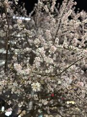 品川・五反田・蒲田メンズエステ ラグタイム五反田 増田ねね