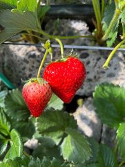 沼津メンズエステ Sweet～berta～ ひろ