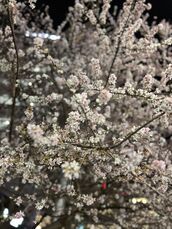 銀座・築地・新富町メンズエステ ラグタイム銀座 増田ねね