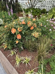 熊本メンズエステ palette(パレット) 相沢かれん