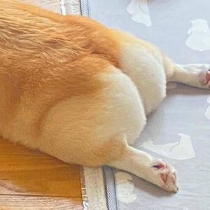 おしり