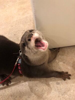 癒し╰(*´︶`*)╯♡