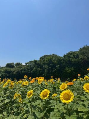 本日出勤します！