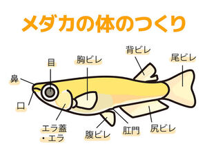 生命の不思議