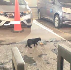 昨日は、