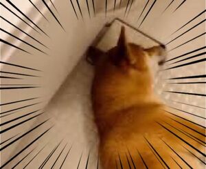 取り合い