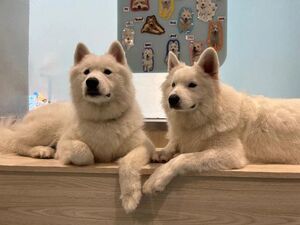 黄色は注意特化です