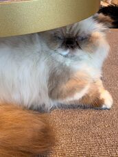 浜松メンズエステ Sweet～スウィート せり