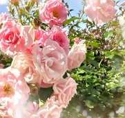 日本橋風俗エステ Maria Belle Aroma～マリアベルアロマ～ 玲衣【レイ】