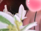 名古屋市内その他風俗エステ THE ESUTE HOUSE 柴田 みか