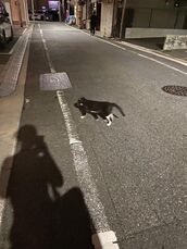 広島風俗エステ ごほうびSPA広島店～巨乳巨尻専門の風俗メンズエステ～ さゆり