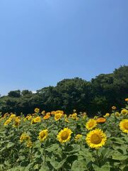 天王寺・寺田町・花園町風俗エステ ぐっすり山田 大阪店 るる