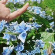 京橋・桜ノ宮・都島風俗エステ 玉乱堂 わたる