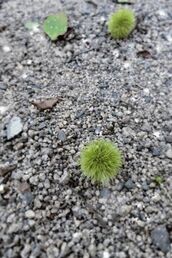 京橋・桜ノ宮・都島風俗エステ 玉乱堂 わたる