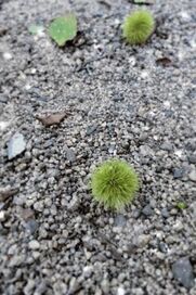 京橋・桜ノ宮・都島風俗エステ 玉乱堂 わたる
