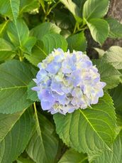 新宿・新大久保・高田馬場風俗エステ 新宿泡洗体ハイブリッドエステ なな