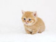 栄町風俗エステ 千葉ミセスアロマ ゆきは