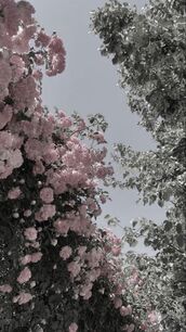 日本橋風俗エステ Aroma De Pari ココ